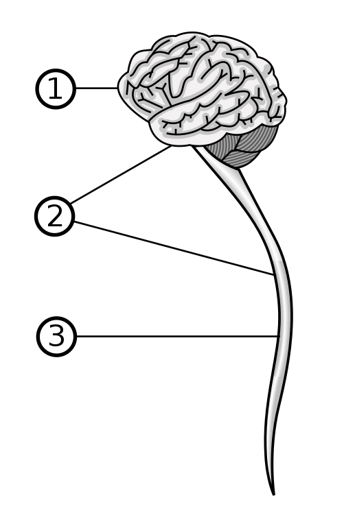 Diagram of a brain with labeled parts on a white background