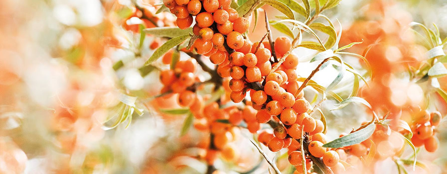 Benefits of Omega-7